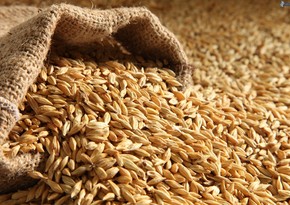 Azerbaijan will cooperate with Turkey in the field of seed production