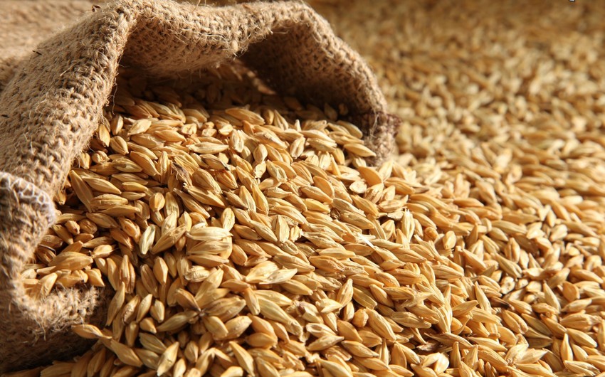 Azerbaijan will cooperate with Turkey in the field of seed production
