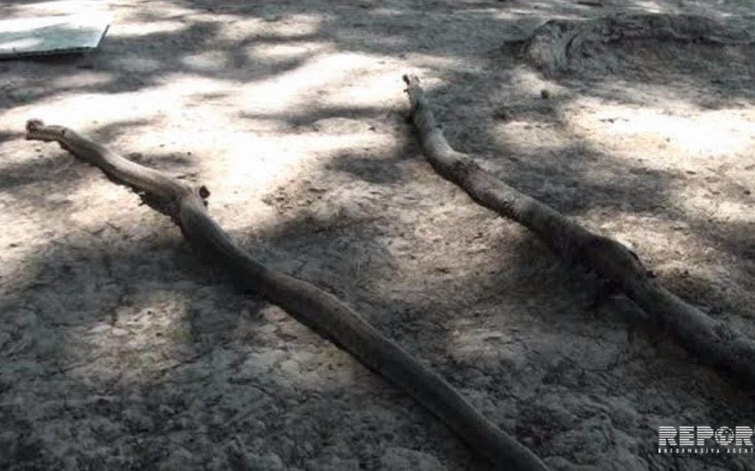В Сабирабаде змеи заползают в дома и дворы - ФОТО