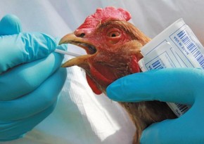 В Японии выявлена очередная вспышка птичьего гриппа