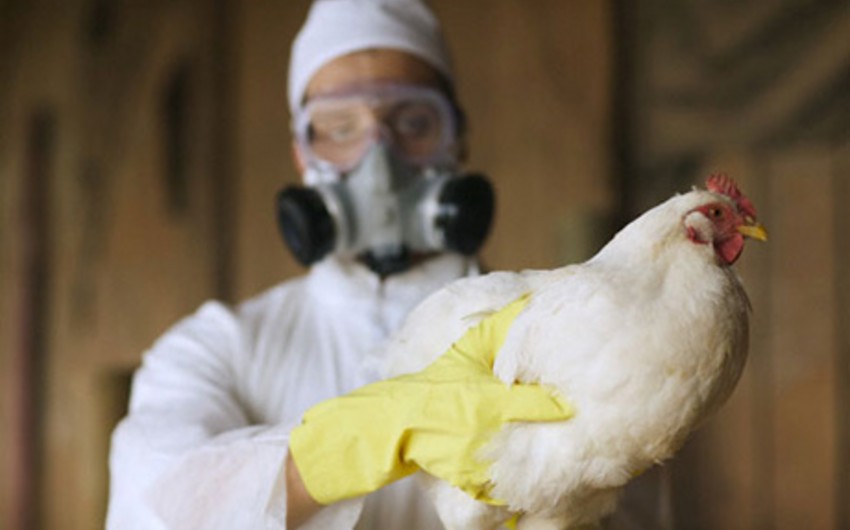 ​Обнародована ситуация с птичьим гриппом в Азербайджане