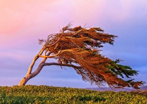 Windy weather to be observed in Baku tomorrow 