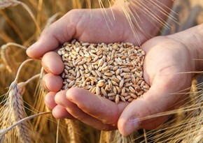 Азербайджан в этом году импортировал из Саратова 116 тыс. тонн продовольственной пшеницы