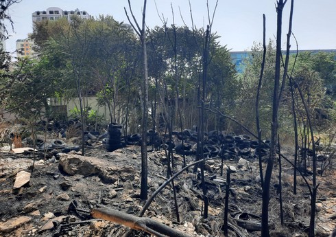В Баку пожар привел к уничтожению деревьев