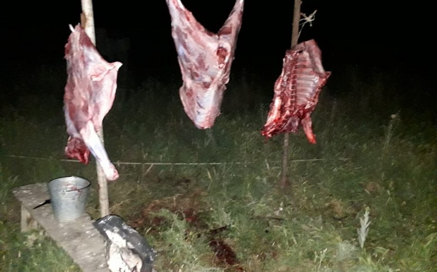 В Агджабеди предотвращена продажа мяса животного, забитого в состоянии агонии