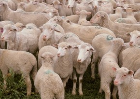 Azerbaijan marks Eid al-Adha today