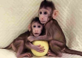 Chinese scientists clone monkeys for first time - VIDEO