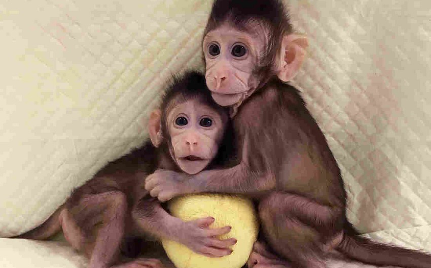 Chinese scientists clone monkeys for first time - VIDEO
