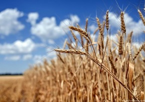 Украинская сторона ожидает завершения зерновых поставок через год