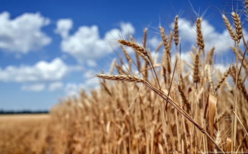 Украинская сторона ожидает завершения зерновых поставок через год