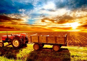 Производство сельхозпродукции в Нахчыване выросло на 3,5%