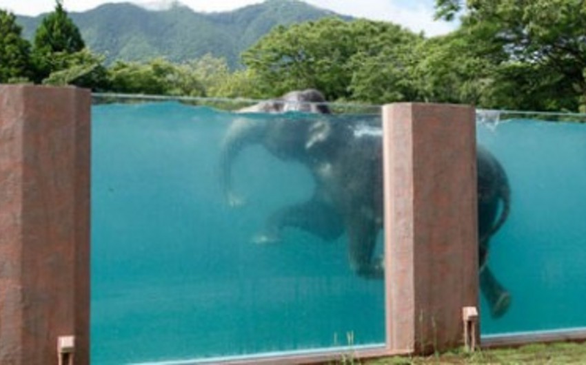 ​В Японии построили прозрачный бассейн для слонов - ВИДЕО