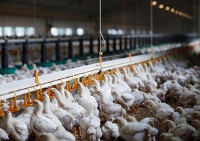 South Korea confirms outbreak of avian flu in another poultry farm