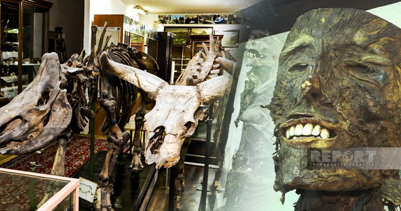 Tükürpərdən mumiyalar, dinozavr qalıqları, 220 milyon il yaşı olan kirpilər: Muzeydən VİDEOREPORTAJ