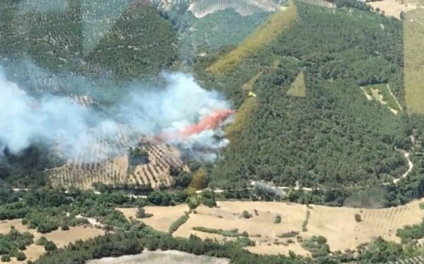 Wildfire erupts in Izmir's forests