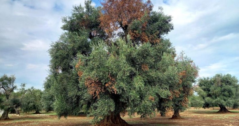 Bitki apokalipsisi: Bakteriya ağacları və məhsulları məhv edir