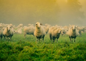 Азербайджан увеличил расходы на импорт овец из Грузии на 65%