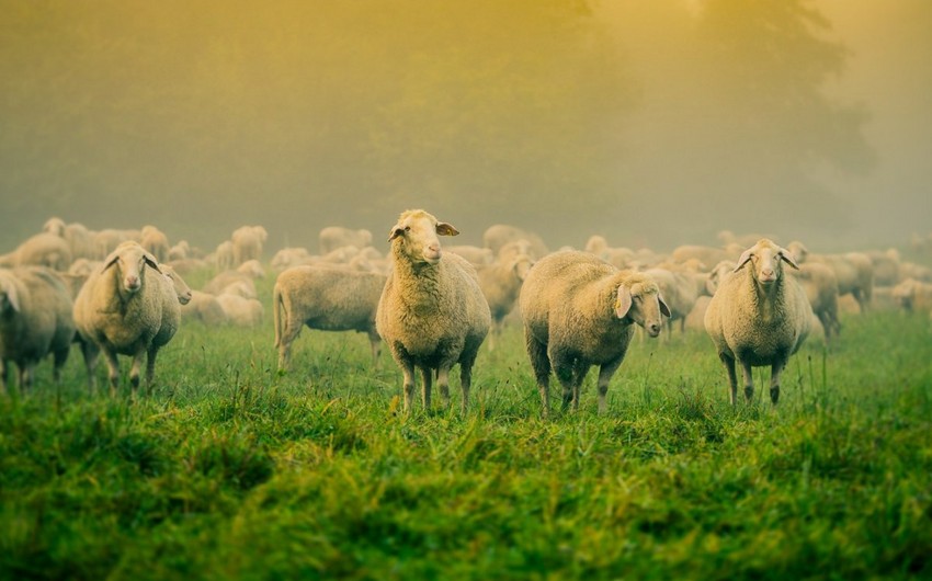 Азербайджан увеличил расходы на импорт овец из Грузии на 65%