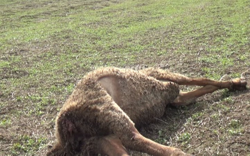В Джалилабаде волки напали на стадо овец - ФОТО