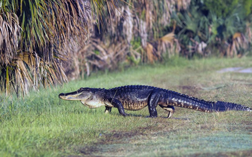 В штате Флорида аллигатор утащил двухлетнего ребенка в воду