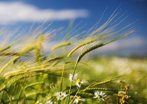 Azerbaijan celebrates Wind Tuesday of Novruz