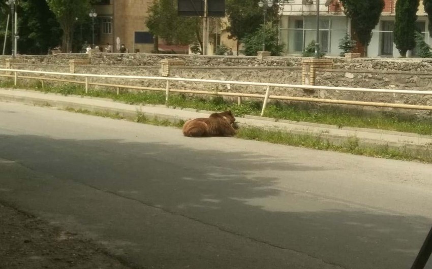 В центре Шеки медведь заснул, не дождавшись приезда специалистов - ОБНОВЛЕНО