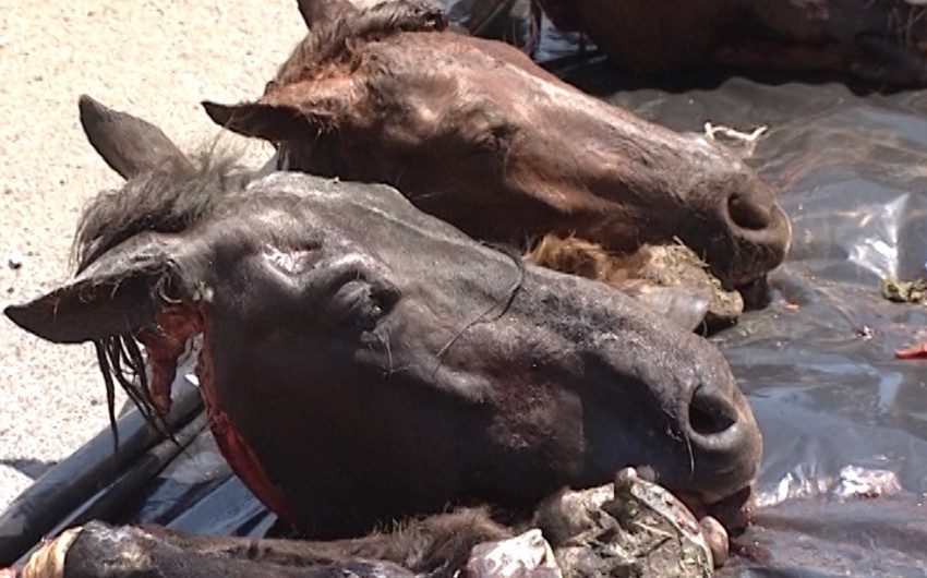 Задержаны лица, продающие мясо мертвых и больных лошадей