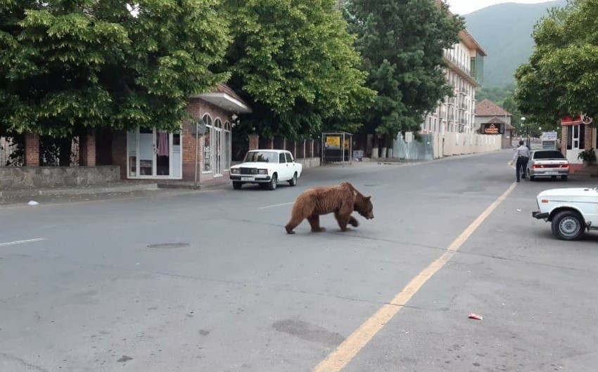 В Азербайджане в центре города замечен медведь - ВИДЕО