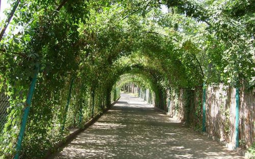 На реконструкцию Центрального ботанического сада выделено 25 млн манатов