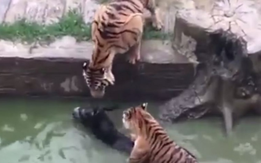 В Китае сотрудники зоопарка скормили тиграм живого осла - ВИДЕО