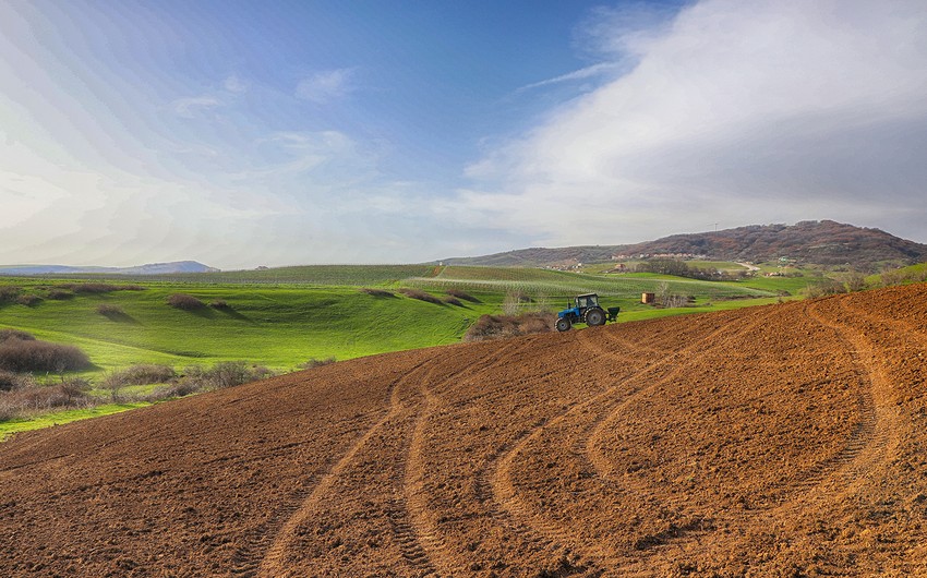 PM: 55.2% of unified land fund in Azerbaijan suitable for agriculture