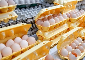Россия будет импортировать куриные яйца из Азербайджана и Турции 