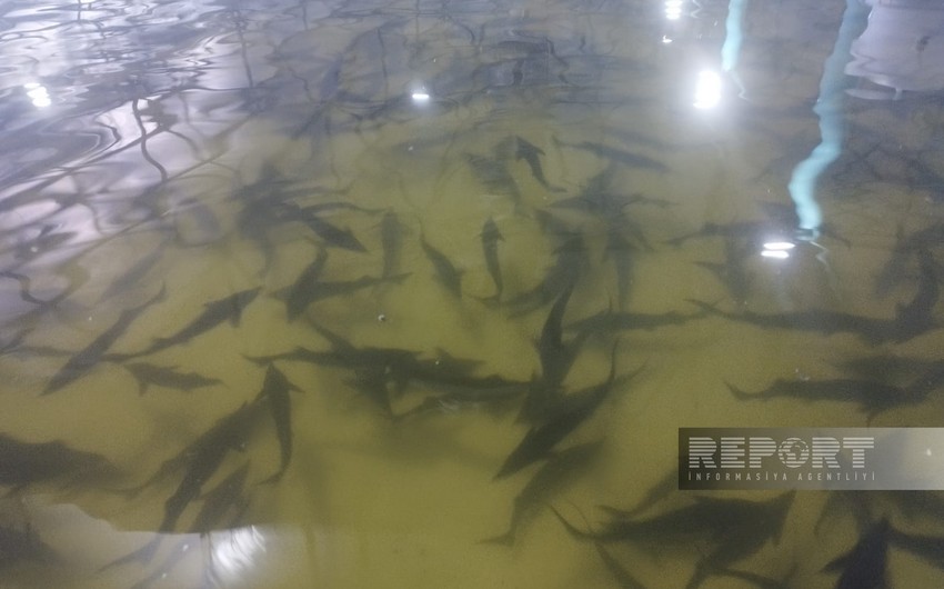 В Нефтчале в море выпустили 300 особей каспийского лосося