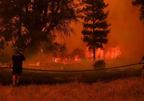 Не менее 23 человек погибли в Чили из-за лесных пожаров