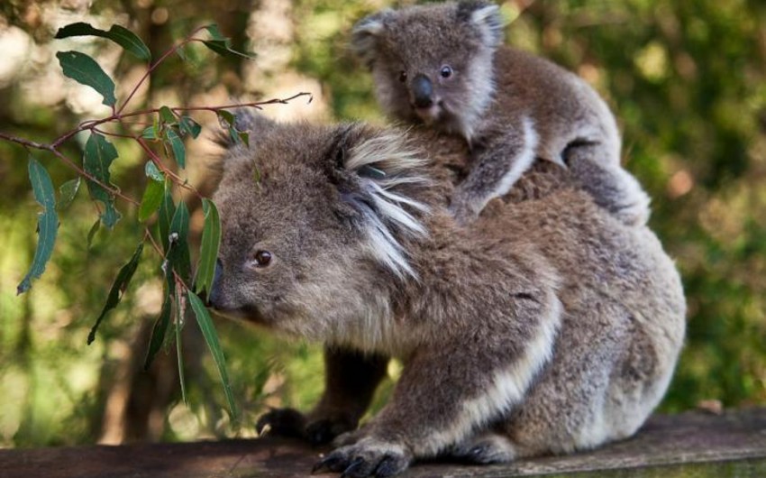 ​Власти Австралии уничтожили около 700 коал