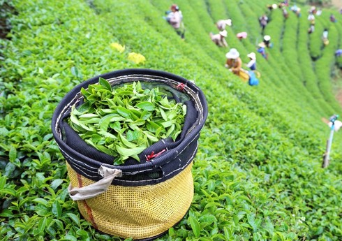 В этом году Грузия закупила у Азербайджана около 500 тонн чая