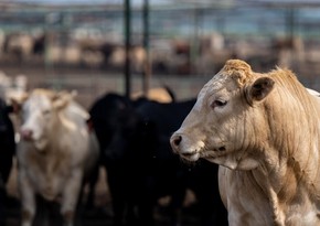 ВОЗ призвала принять меры на фермах после заражения человека птичьим гриппом от коровы