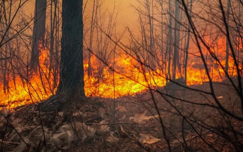 Residents evacuated as wildfires ravage Turkish landscape