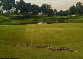 A 2-meter python showed up on course in Malaysia