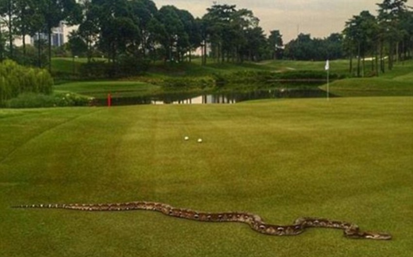 A 2-meter python showed up on course in Malaysia