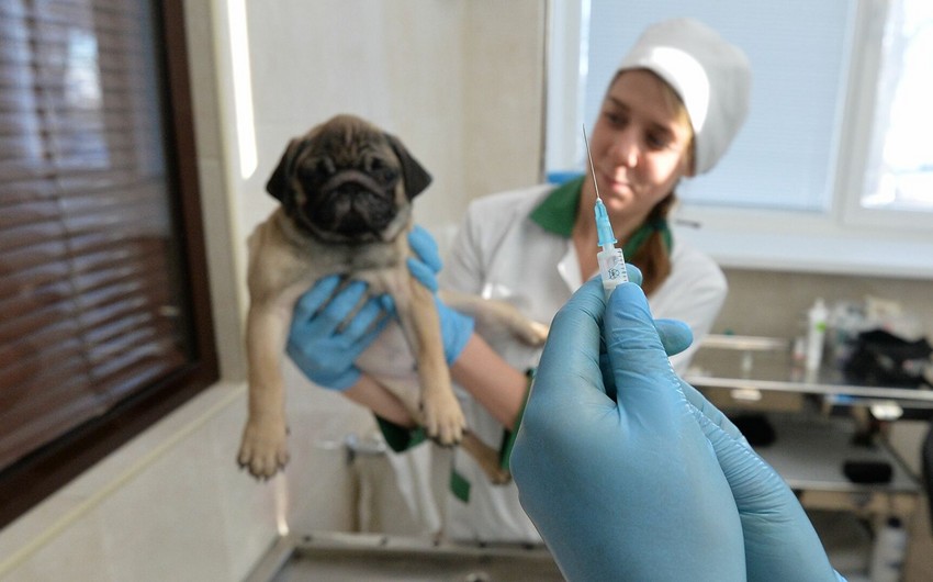 Россия зарегистрировала первую в мире вакцину от COVID-19 для животных