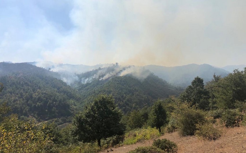 МЭПР: В Гирканском национальном парке предотвращено распространение пожара
