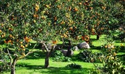 Azerbaijan resumes purchasing fruit trees from China and Iran