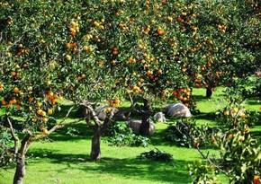 Azərbaycan Çin və İrandan meyvə ağaclarının alışını bərpa edib