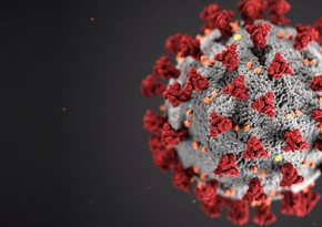 Unsung immune cells take over after coronavirus antibodies wane