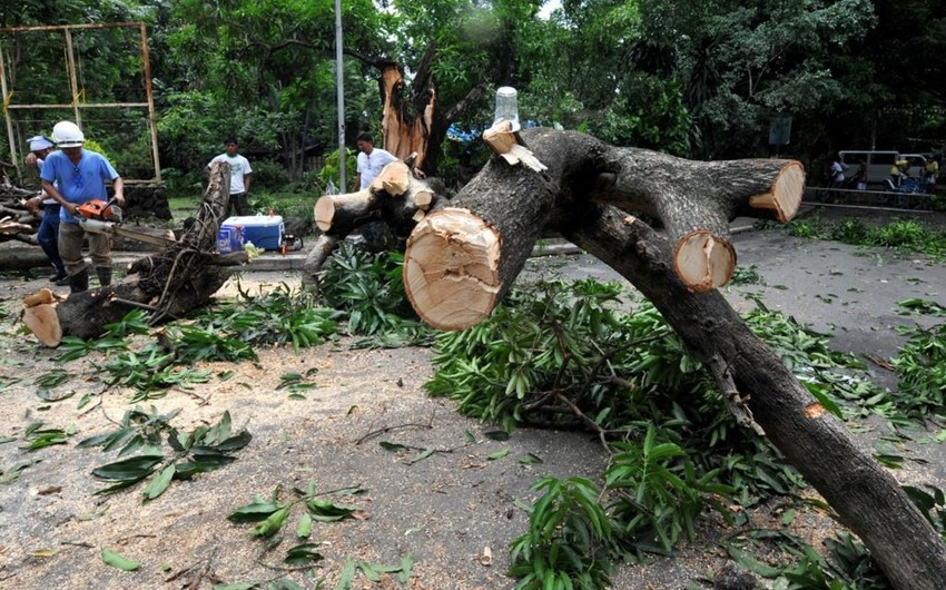 Nərimanov rayonunda ağacların qanunsuz kəsilməsi faktı aşkar olunub