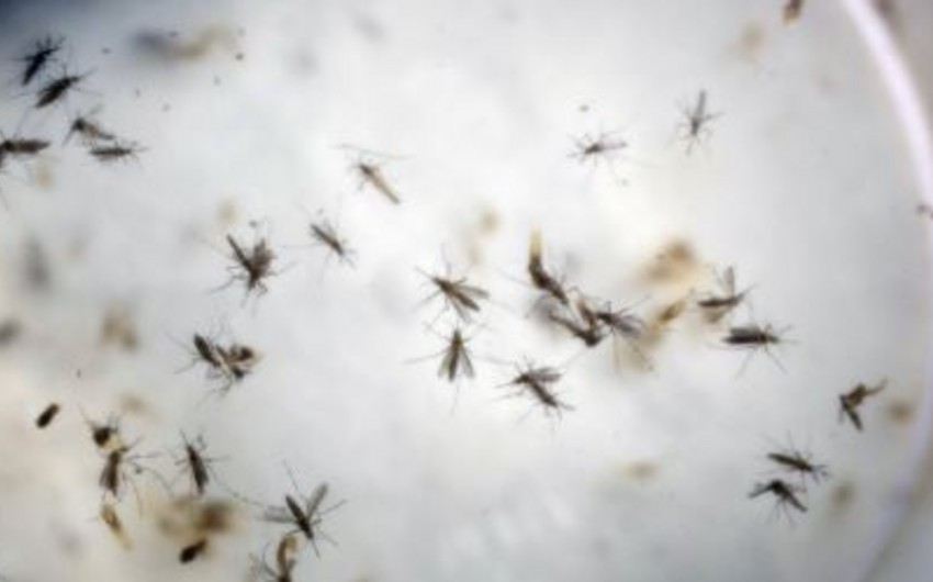 Kolumbiyada beş min hamilə qadın Zika virusuna yoluxub