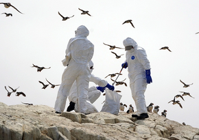 На востоке Китая зафиксировали случай смерти человека от птичьего гриппа