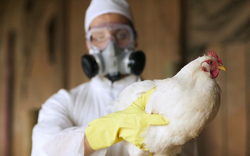 В Болгарии зафиксировали очередной очаг птичьего гриппа