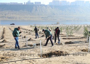 В Баку прошла акция по посадке деревьев